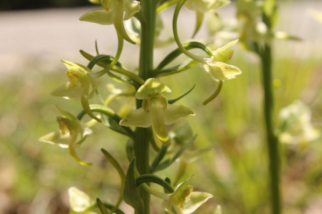 Platanthera chlorantha